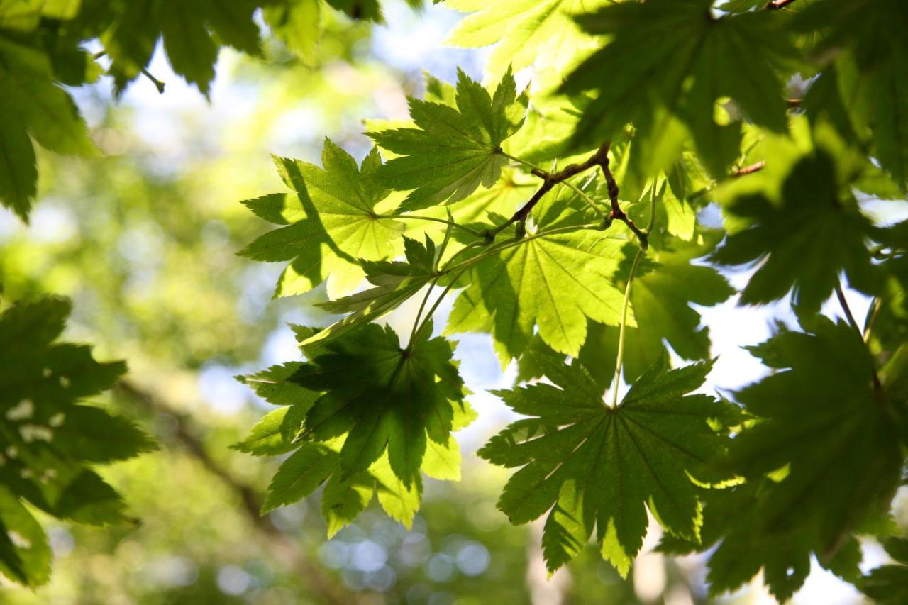 Twin-Line Hotel Karuizawa Japan Eksteriør billede
